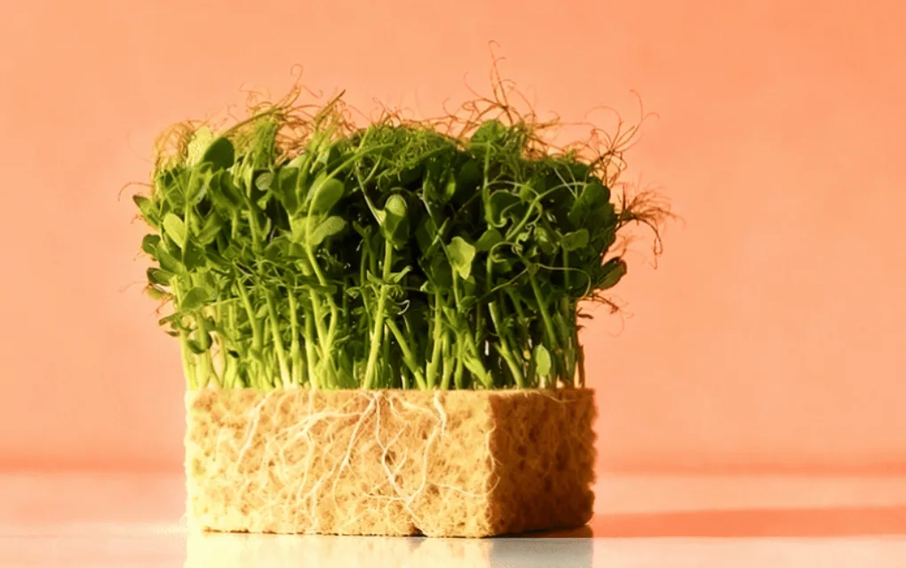Pea Foxy Microgreens